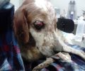 Κιβέρι Αργολίδας: Σκύλος τυφλός, κουτσός και χτυπημένος από αυτοκίνητο!